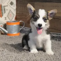 Taz, a male Pembroke Welsh Corgi for sale in Hotchkiss, CO – 1 of 3
