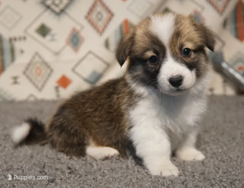 Teddy – Pembroke Welsh Corgi puppy for sale in Hotchkiss, CO