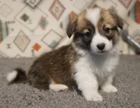 Teddy, a male Pembroke Welsh Corgi for sale in Hotchkiss, CO – 1 of 3