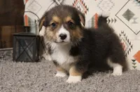 Frankie, a male Pembroke Welsh Corgi for sale in Hotchkiss, CO – 3 of 3