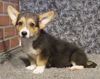 Frankie, a male Pembroke Welsh Corgi for sale in Hotchkiss, CO – 2 of 3