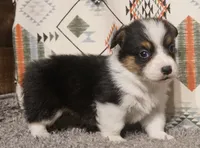 Ella, a female Pembroke Welsh Corgi for sale in Hotchkiss, CO – 2 of 3