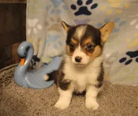 Hank, a male Pembroke Welsh Corgi for sale in Hotchkiss, CO – 2 of 6