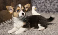 Clover with tail, a female Pembroke Welsh Corgi for sale in Hotchkiss, CO – 3 of 3