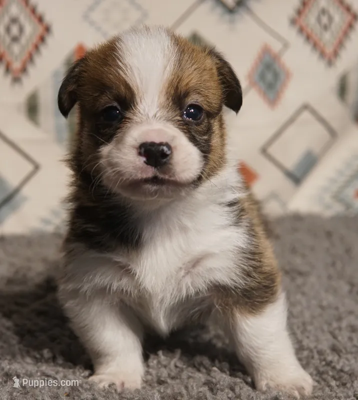 Finn Hold – Pembroke Welsh Corgi puppy for sale in Hotchkiss, CO