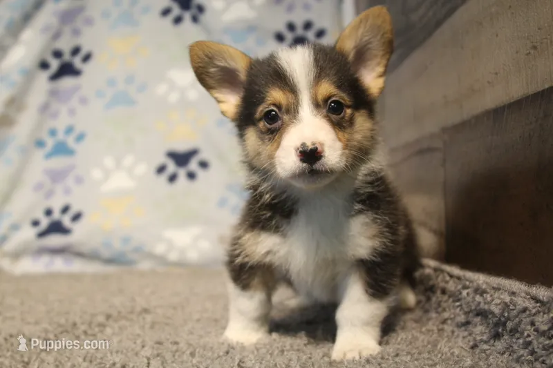 Cliff – Pembroke Welsh Corgi puppy for sale in Hotchkiss, CO