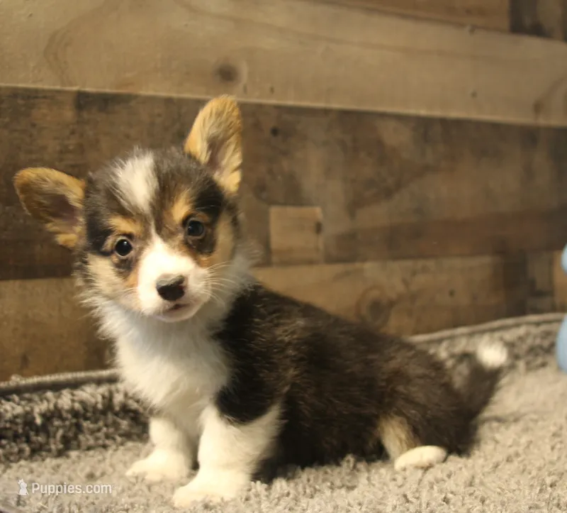 Hank – Pembroke Welsh Corgi puppy for sale in Hotchkiss, CO