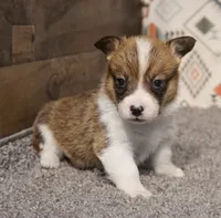 Loki, a male Pembroke Welsh Corgi for sale in Hotchkiss, CO – 2 of 3