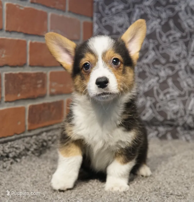 Agustus – Pembroke Welsh Corgi puppy for sale in Hotchkiss, CO