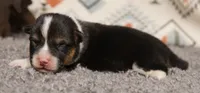 Maple, a female Pembroke Welsh Corgi for sale in Hotchkiss, CO – 3 of 3
