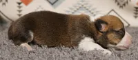 Buck, a male Pembroke Welsh Corgi for sale in Hotchkiss, CO – 2 of 3