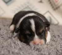 Maple, a female Pembroke Welsh Corgi for sale in Hotchkiss, CO – 1 of 3