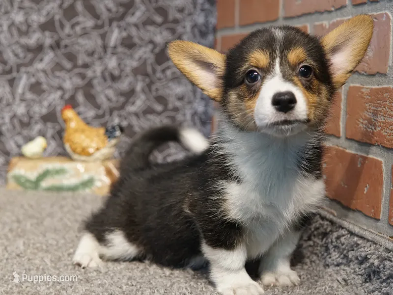 Luna – Pembroke Welsh Corgi puppy for sale in Hotchkiss, CO