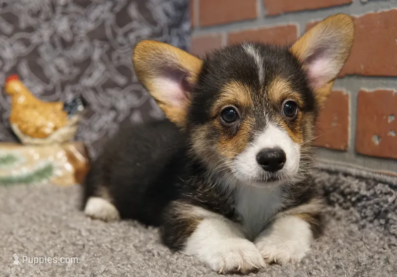Tommy with Tail – Pembroke Welsh Corgi puppy for sale in Hotchkiss, CO