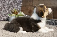 Clover with tail, a female Pembroke Welsh Corgi for sale in Hotchkiss, CO – 2 of 3
