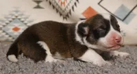 Mochi, a female Pembroke Welsh Corgi for sale in Hotchkiss, CO – 2 of 3