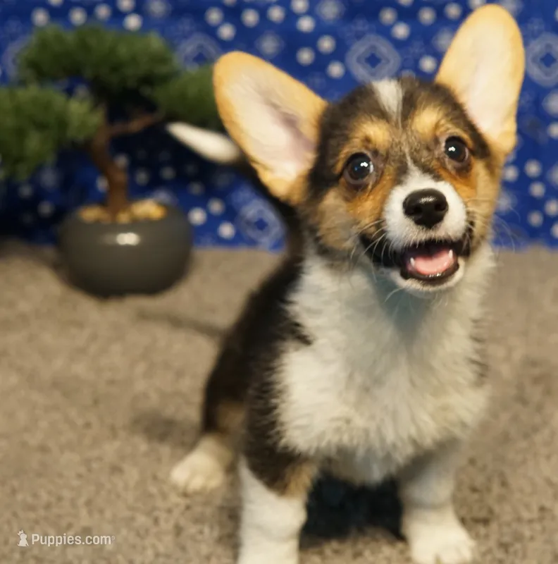 Maple – Pembroke Welsh Corgi puppy for sale in Hotchkiss, CO