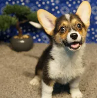 Maple, a female Pembroke Welsh Corgi for sale in Hotchkiss, CO – 1 of 3