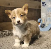 Sterling, a male Pembroke Welsh Corgi for sale in Hotchkiss, CO – 3 of 9