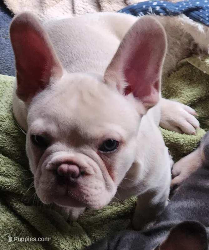 Hank – French Bulldog puppy for sale in Greenwich, OH