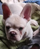 Hank, a male French Bulldog for sale in Greenwich, OH – 4 of 9