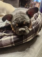 Willie, a male French Bulldog for sale in Greenwich, OH – 2 of 6