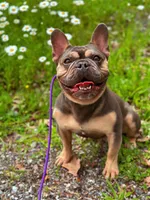 Waylon, a male French Bulldog for sale in Greenwich, OH – 4 of 5