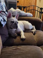 Waylon, a male French Bulldog for sale in Greenwich, OH – 5 of 5
