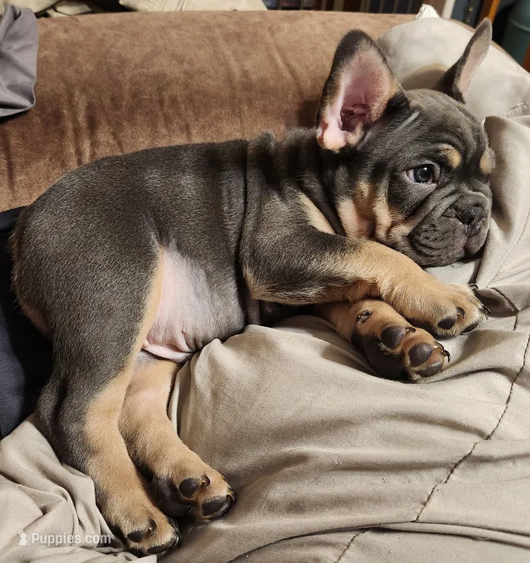 Willie – French Bulldog puppy for sale in Greenwich, OH