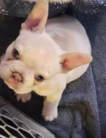 Hank, a male French Bulldog for sale in Greenwich, OH – 4 of 8