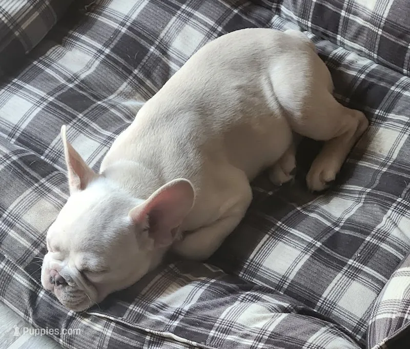 Hank – French Bulldog puppy for sale in Greenwich, OH