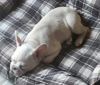 Hank, a male French Bulldog for sale in Greenwich, OH – 3 of 9