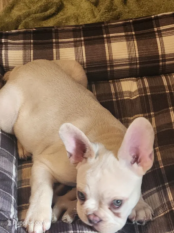 Hank – French Bulldog puppy for sale in Greenwich, OH