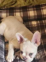 Hank, a male French Bulldog for sale in Greenwich, OH – 2 of 9