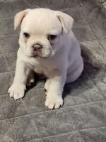 Hank, a male French Bulldog for sale in Greenwich, OH – 3 of 5