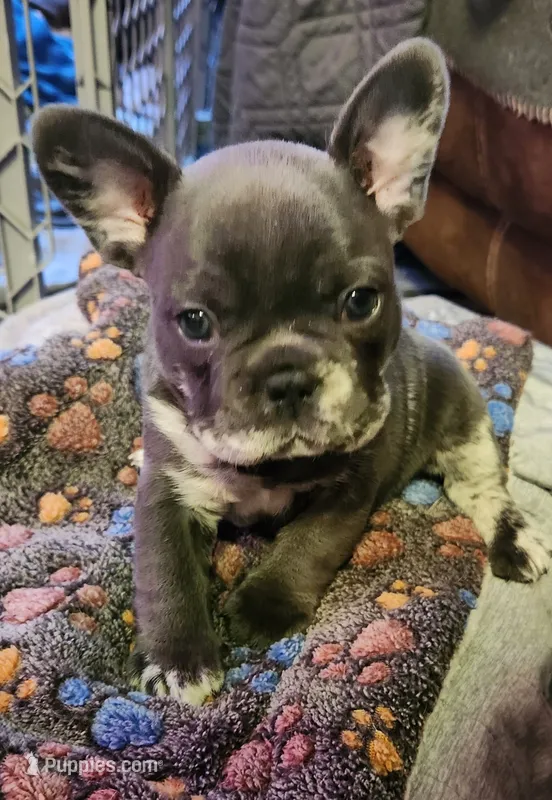 Waylon – French Bulldog puppy for sale in Greenwich, OH