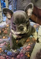 Waylon, a male French Bulldog for sale in Greenwich, OH – 1 of 5