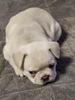 Hank, a male French Bulldog for sale in Greenwich, OH – 2 of 5
