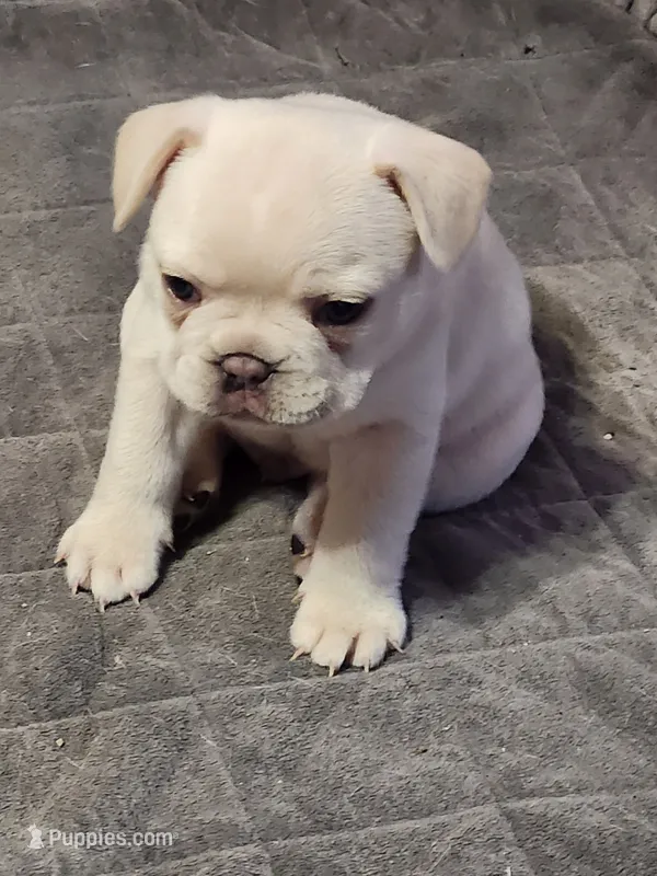 Hank – French Bulldog puppy for sale in Greenwich, OH