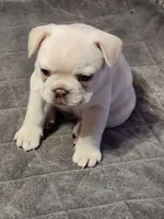Hank, a male French Bulldog for sale in Greenwich, OH – 1 of 5