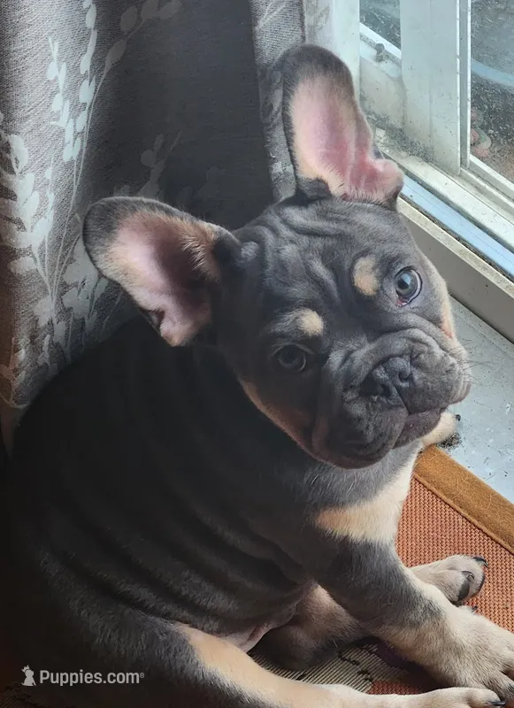 Willie – French Bulldog puppy for sale in Greenwich, OH