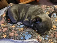 Waylon, a male French Bulldog for sale in Greenwich, OH – 2 of 5