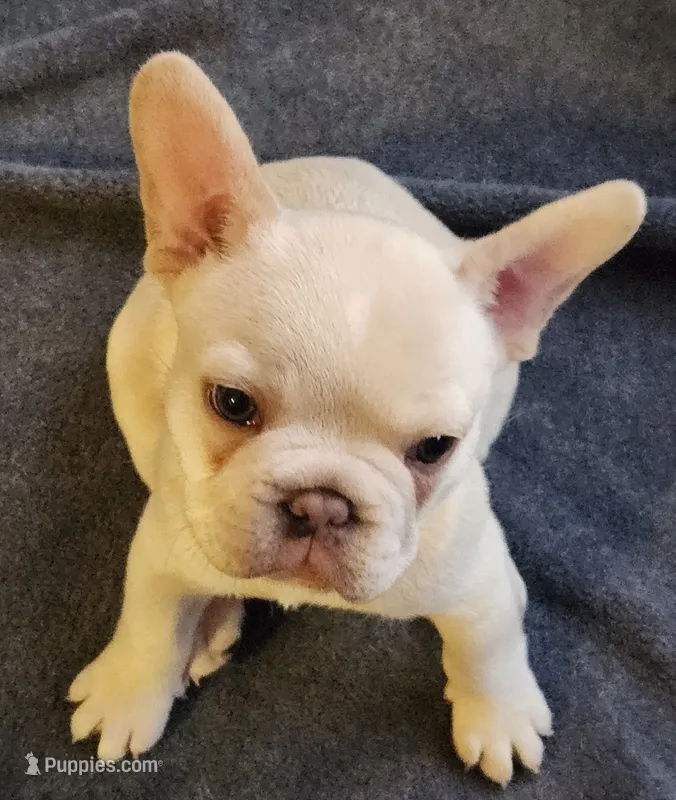 Hank – French Bulldog puppy for sale in Greenwich, OH