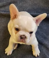 Hank, a male French Bulldog for sale in Greenwich, OH – 3 of 8