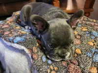 Waylon, a male French Bulldog for sale in Greenwich, OH – 3 of 5