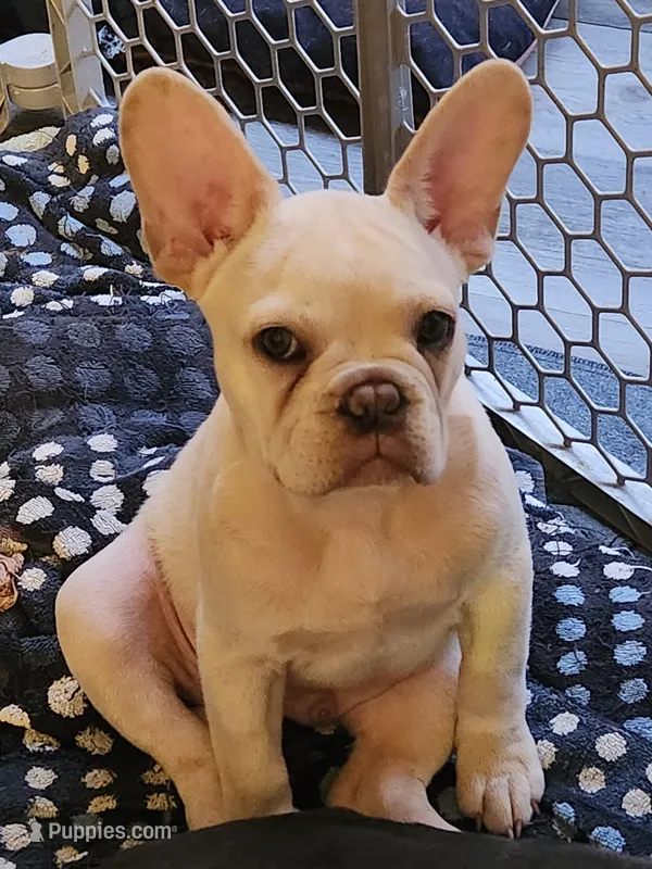 Hank – French Bulldog puppy for sale in Greenwich, OH
