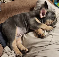 Willie, a male French Bulldog for sale in Greenwich, OH – 4 of 6