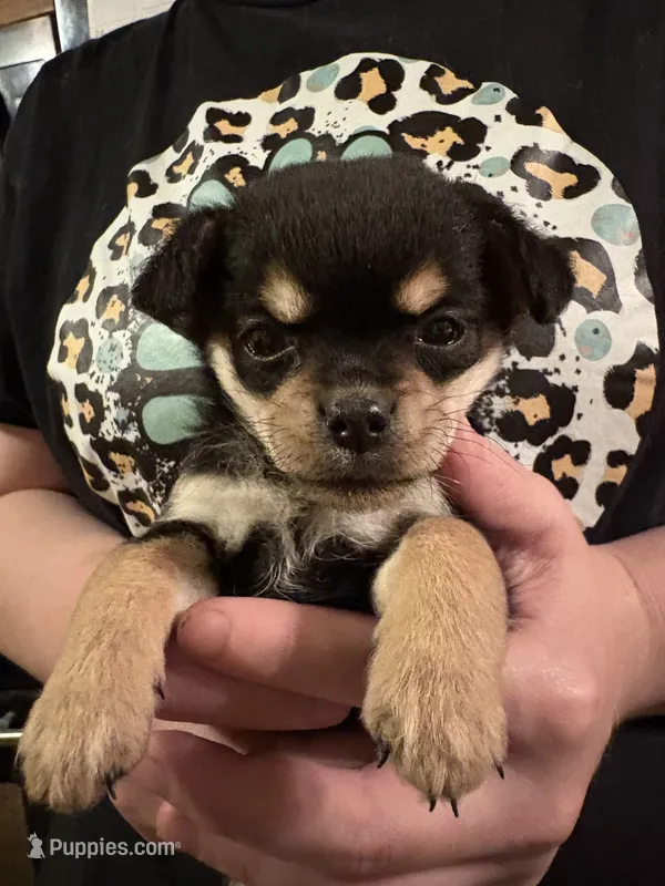 Flora – Chorkie, Peek-A-Pom puppy for sale in Ellsworth, IA
