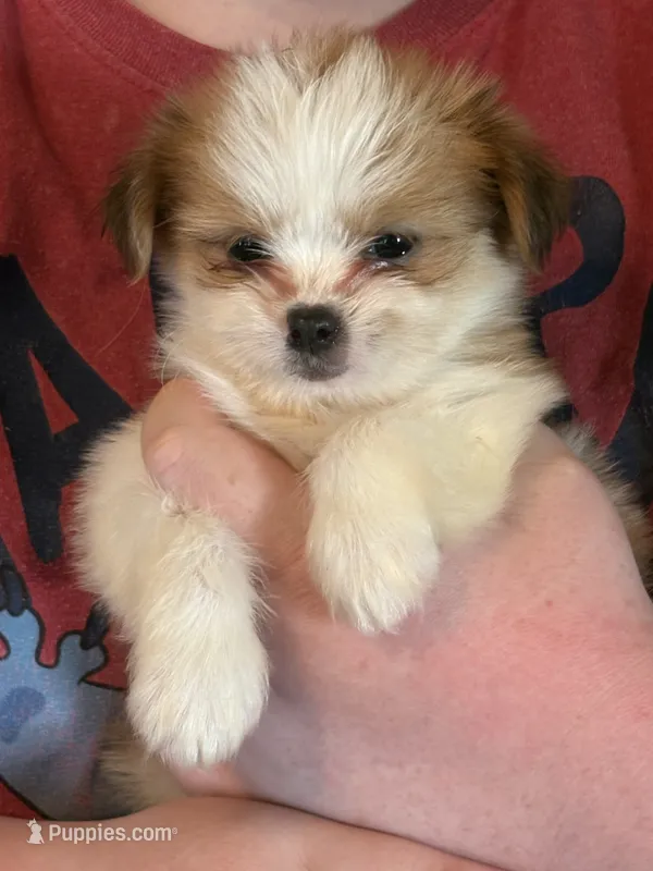 Tootsie – Pekingese, Chorkie puppy for sale in Ellsworth, IA