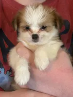 Tootsie, a female Pekingese and Chorkie for sale in Ellsworth, IA – 1 of 1
